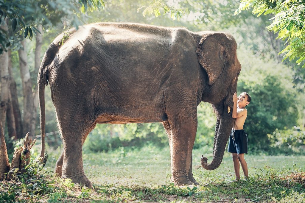 Photo by sasint elephant, child, friends