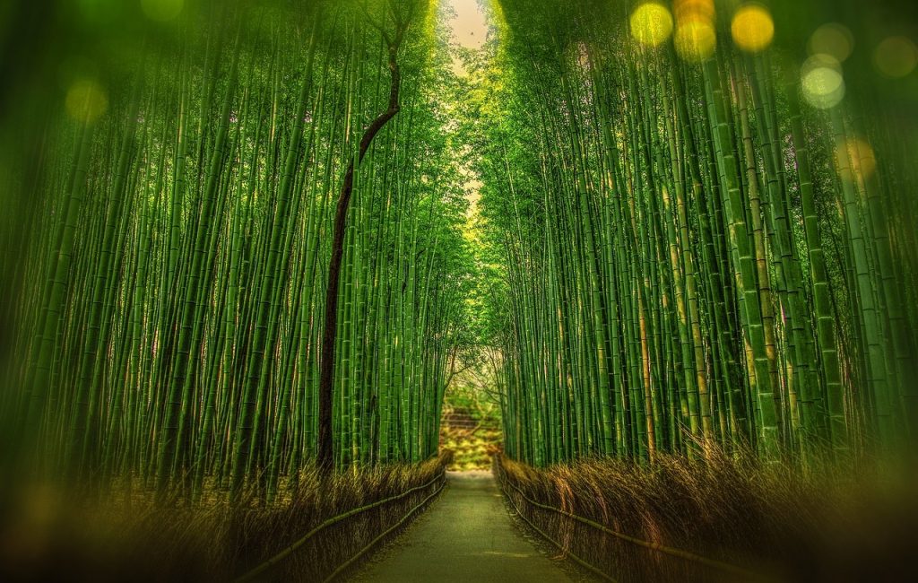 Photo by Walkerssk kyoto, japan, bamboo