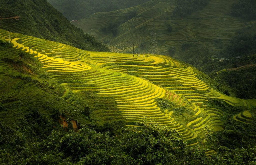 Photo by trinhxuandao nature, terraces, outdoors