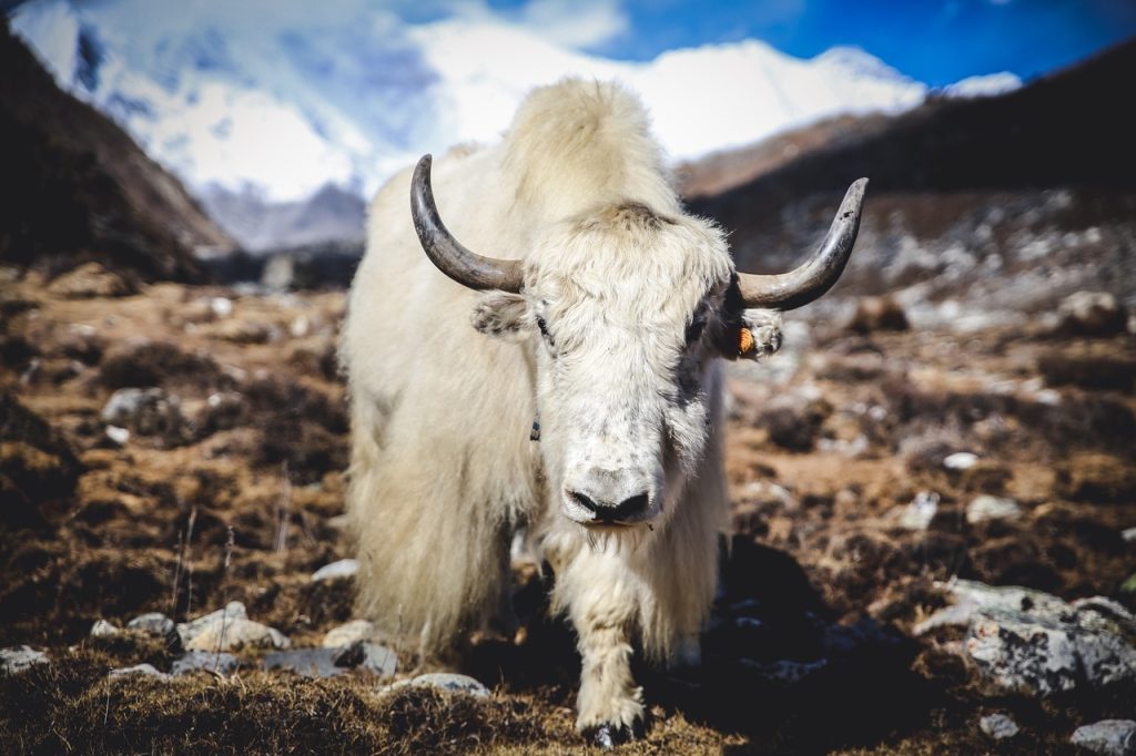 Photo by glorioushimalaya himalayan yak, mountains, nature