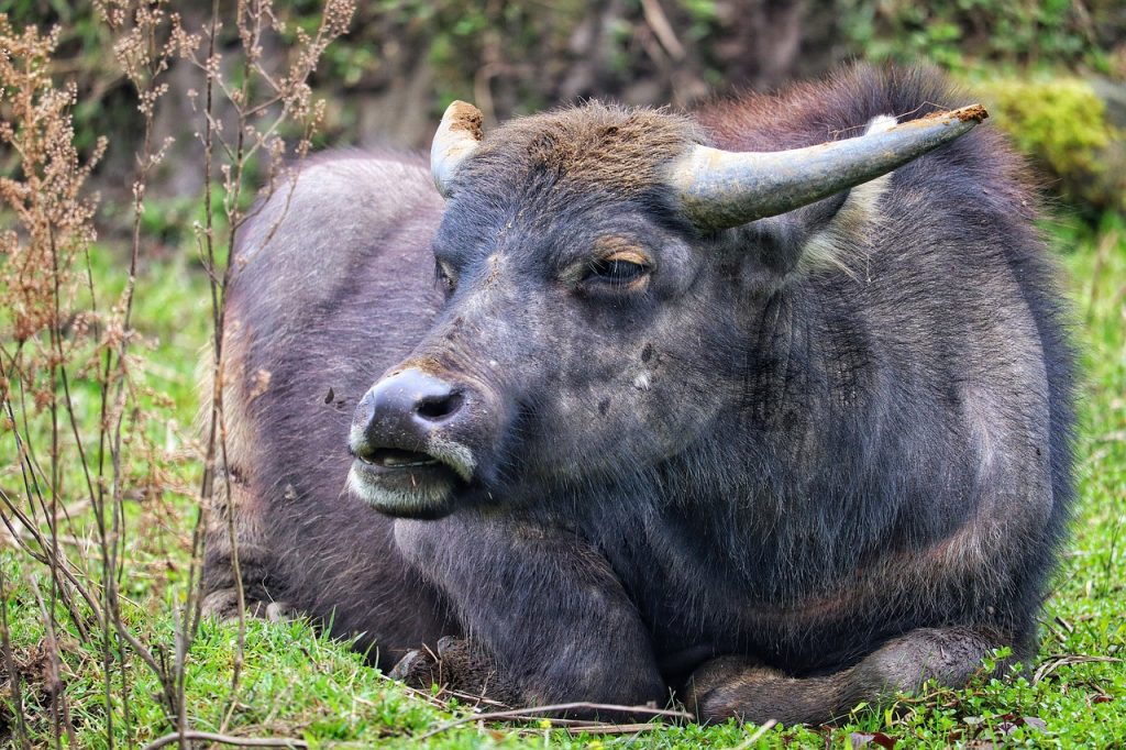 Photo by Tho-Ge vietnam, north vietnam, water buffalo