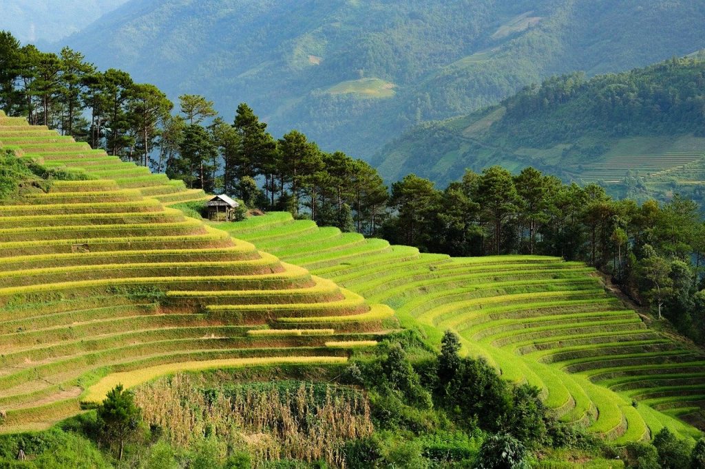 Photo by luongcung vietnam, nature, terraces