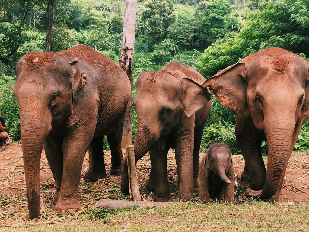 Photo by Lydia Casey group of elephants walking on forest during daytime