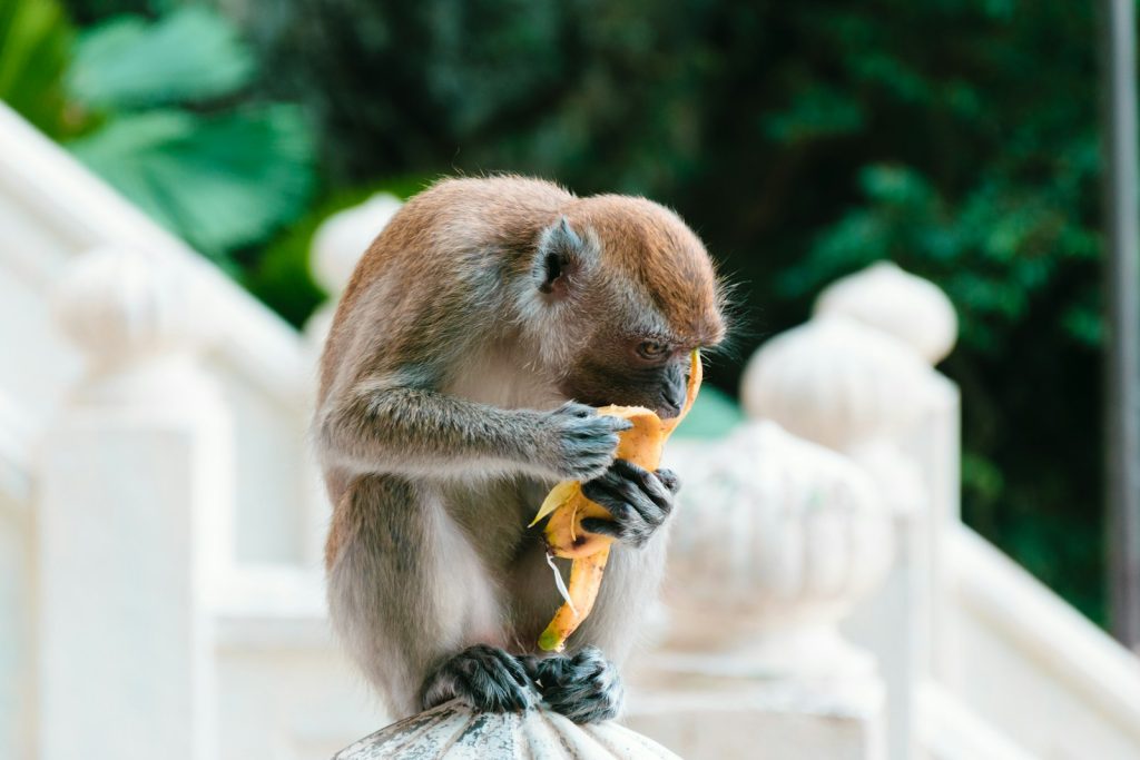 Photo by Job Savelsberg a monkey eating a banana