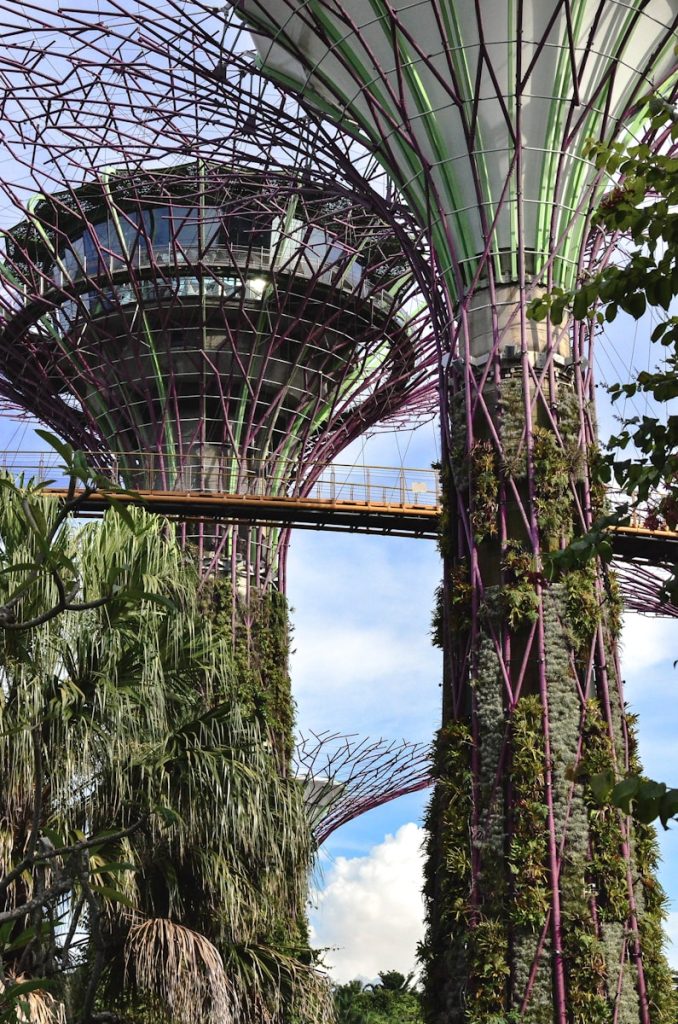 Photo by Esaias Tan a very tall tree with a bridge in the middle of it